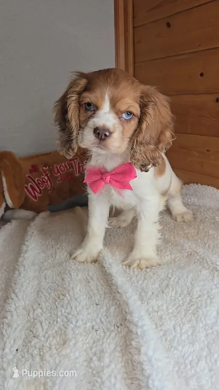Cassie's 3rd girl – Cocker Spaniel puppy for sale in Newberry, IN
