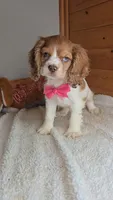 Cassie's 3rd girl, a female Cocker Spaniel for sale in Newberry, IN – 1 of 9