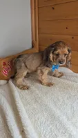 Cassie's 3rd boy, a male Cocker Spaniel for sale in Newberry, IN – 3 of 6