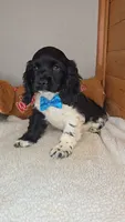 Cassie's 1st. boy, a male Cocker Spaniel for sale in Newberry, IN – 3 of 7