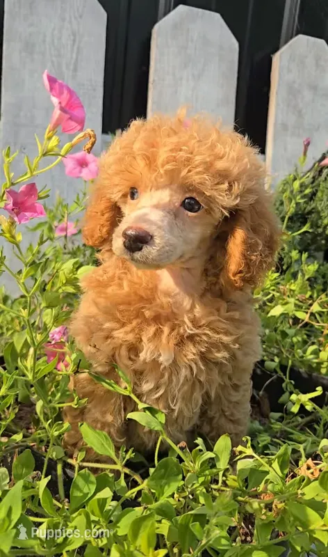 Piper – Poodle - Miniature  puppy for sale in Newberry, IN