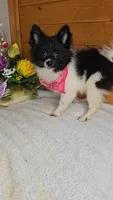 Cindy/shipping included, a female Pomeranian for sale in Newberry, IN – Photo 4 of 8