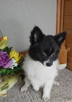 Cindy, a female Pomeranian for sale in Newberry, IN – Photo 2 of 4