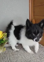 Cindy, a female Pomeranian for sale in Newberry, IN – Photo 1 of 4