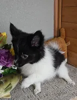 Cindy, a female Pomeranian for sale in Newberry, IN – Photo 3 of 4