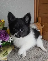 Cindy, a female Pomeranian for sale in Newberry, IN – Photo 4 of 4
