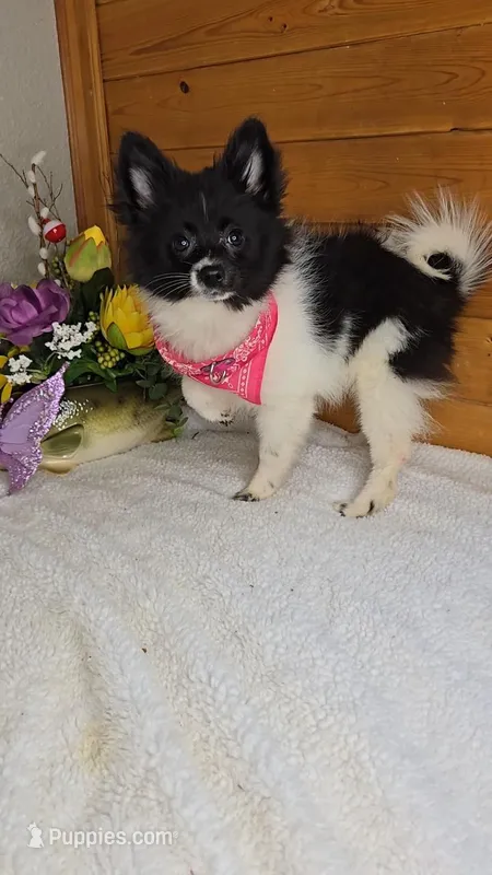 Cindy/shipping included – Pomeranian puppy for sale in Newberry, IN