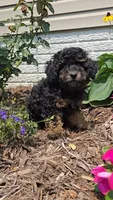 Peanut , a male Poodle - Toy  for sale in Newberry, IN – 2 of 3