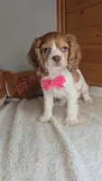 Cassie's 3rd girl, a female Cocker Spaniel for sale in Newberry, IN – 4 of 9
