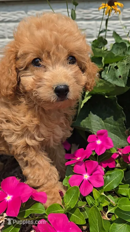 Princess – Poodle - Toy  puppy for sale in Newberry, IN