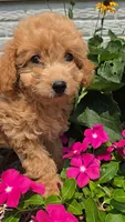 Princess, a female Poodle - Toy  for sale in Newberry, IN – 1 of 5