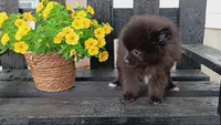 Black Pom # 2, a female Pomeranian for sale in Newberry, IN – 3 of 3