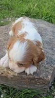 Sissy, a female Cavalier King Charles Spaniel for sale in Newberry, IN – 2 of 6