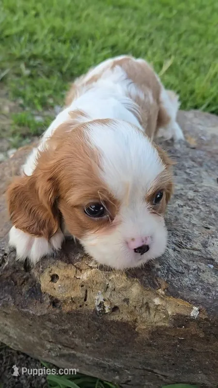Sissy – Cavalier King Charles Spaniel puppy for sale in Newberry, IN