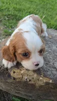Sissy, a female Cavalier King Charles Spaniel for sale in Newberry, IN – 1 of 6