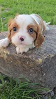 Sissy, a female Cavalier King Charles Spaniel for sale in Newberry, IN – 4 of 6