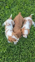 Sissy, a female Cavalier King Charles Spaniel for sale in Newberry, IN – 5 of 6