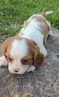 Sissy, a female Cavalier King Charles Spaniel for sale in Newberry, IN – 3 of 6