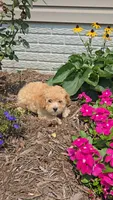 Piper, a female Poodle - Toy  for sale in Newberry, IN – 5 of 7