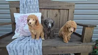 Piper, a female Poodle - Miniature  for sale in Newberry, IN – 2 of 7