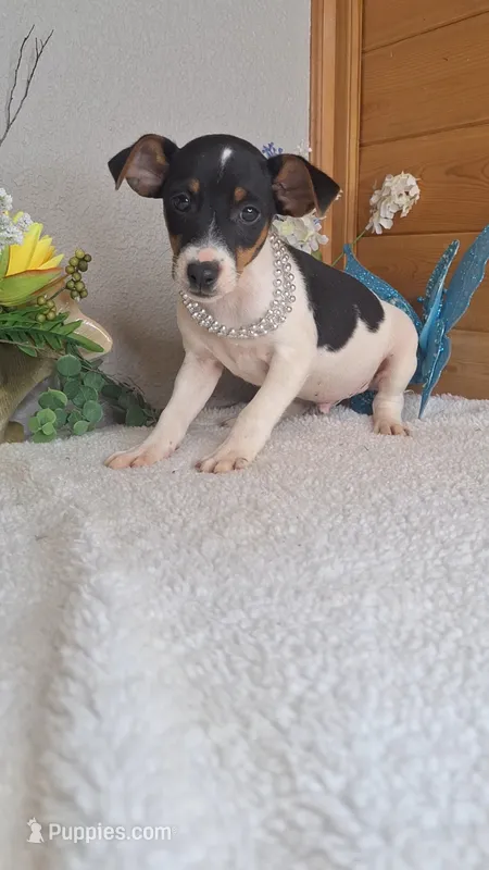Peanut – Rat Terrier, Miniature Pinscher puppy for sale in Newberry, IN