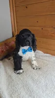 Cassie's 1st. boy, a male Cocker Spaniel for sale in Newberry, IN – 4 of 7