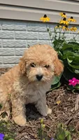 Piper, a female Poodle - Toy  for sale in Newberry, IN – 3 of 7