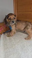 Cassie's 3rd boy, a male Cocker Spaniel for sale in Newberry, IN – 2 of 6
