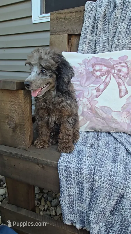 Presley – Poodle - Miniature  puppy for sale in Newberry, IN