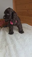 Cassie's 1st. girl, a female Cocker Spaniel for sale in Newberry, IN – 2 of 6