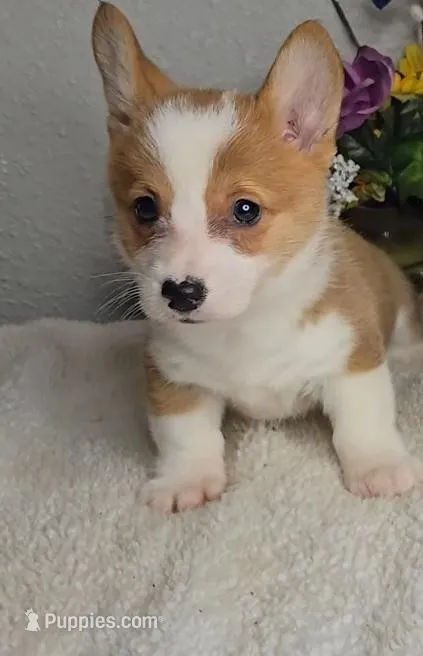 Katie's Girl – Pembroke Welsh Corgi puppy for sale in Newberry, IN