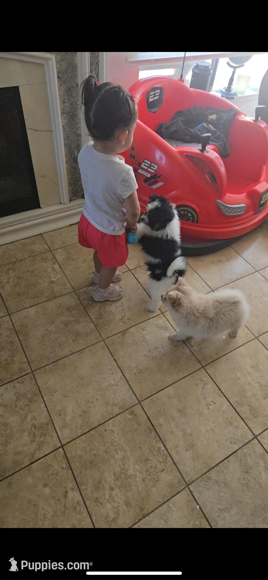 Papa – Pomeranian puppy for sale in San Bernardino, CA