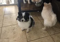 Moo, a female Pomeranian for sale in San Bernardino, CA – Photo 1 of 5