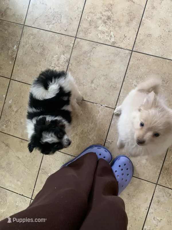 Moo – Pomeranian puppy for sale in San Bernardino, CA