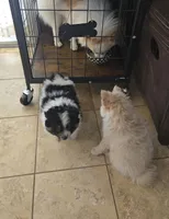 Moo, a female Pomeranian for sale in San Bernardino, CA – Photo 2 of 5