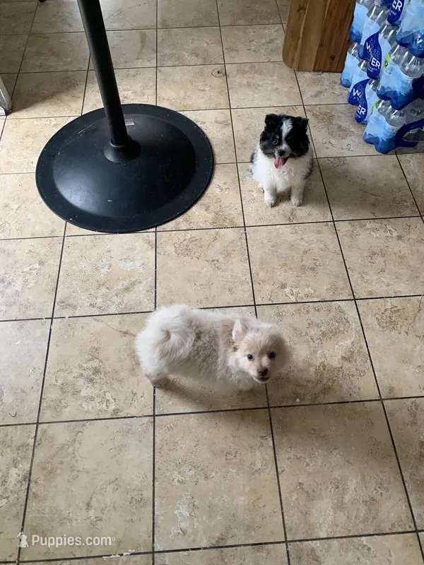 Moo – Pomeranian puppy for sale in San Bernardino, CA