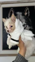 Puppie, a male Pomeranian for sale in San Bernardino, CA – 5 of 9