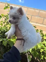 Puppy, a male Pomeranian for sale in San Bernardino, CA – 3 of 4