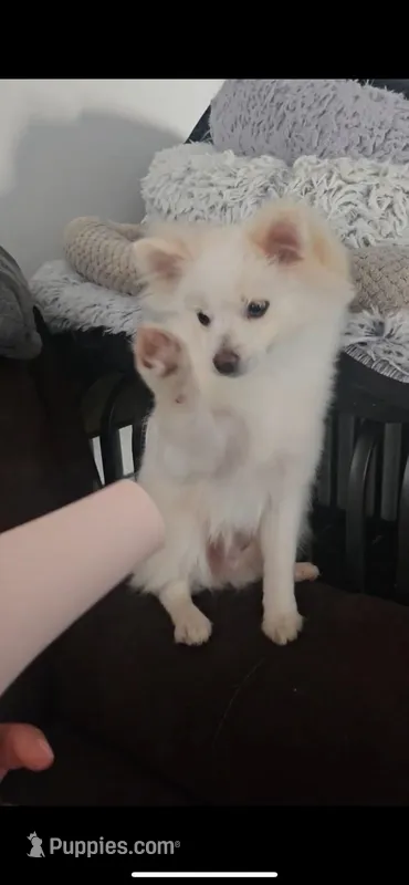 Einstein, a male Pomeranian for sale in San Bernardino, CA – Photo 1 of 3