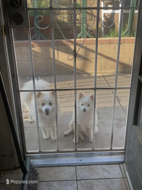 Einstein – Pomeranian puppy for sale in San Bernardino, CA