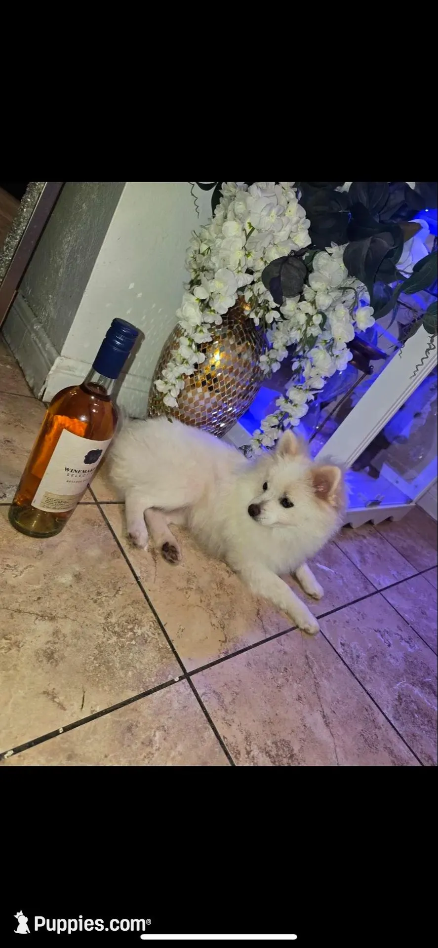 Einstein – Pomeranian puppy for sale in San Bernardino, CA