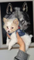 Puppie, a male Pomeranian for sale in San Bernardino, CA – 1 of 9