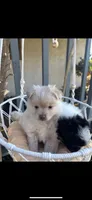 Papa, a male Pomeranian for sale in San Bernardino, CA – Photo 3 of 5