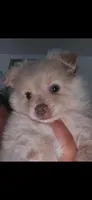 Papa, a male Pomeranian for sale in San Bernardino, CA – Photo 1 of 5