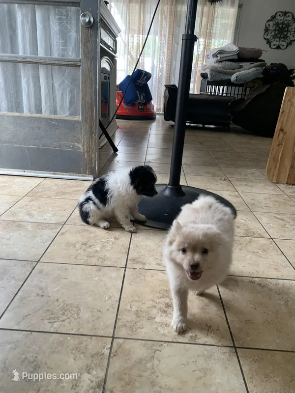 Papa – Pomeranian puppy for sale in San Bernardino, CA