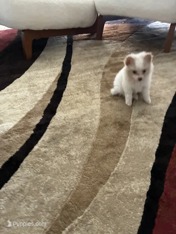 Puppy – Pomeranian puppy for sale in San Bernardino, CA