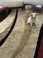 Puppy, a male Pomeranian for sale in San Bernardino, CA – 1 of 4