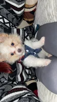Puppie, a male Pomeranian for sale in San Bernardino, CA – 2 of 9