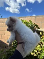 Puppy, a male Pomeranian for sale in San Bernardino, CA – 4 of 4
