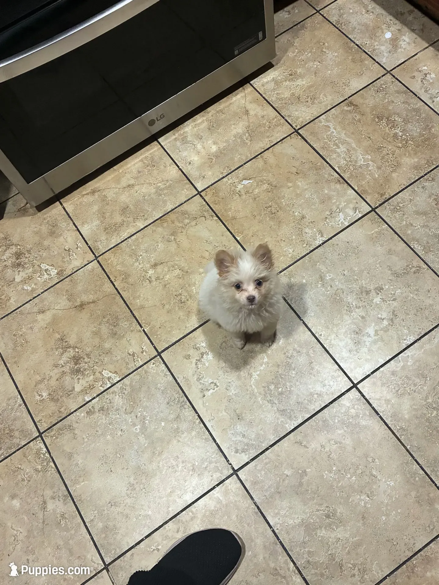 Puppie, a male Pomeranian for sale in San Bernardino, CA – 4 of 9